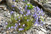 Campanula caespitosa